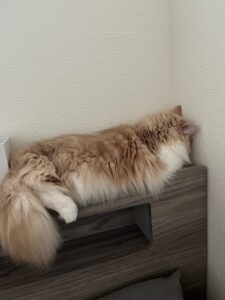 最近のネコ