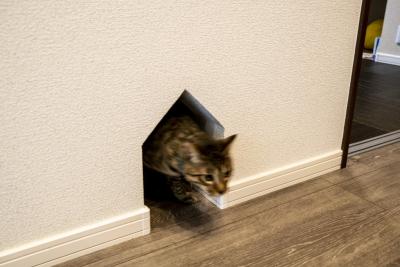 ペットスペース：開口の奥はクローゼット内の猫ちゃんのトイレに接続