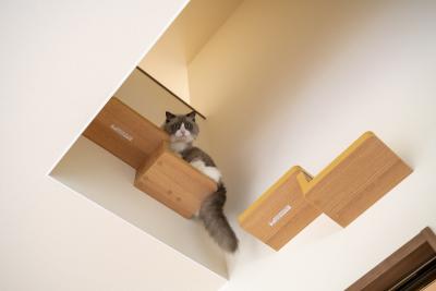 ペットスペース：キャットウォークから２階に上がる猫用の吹抜け